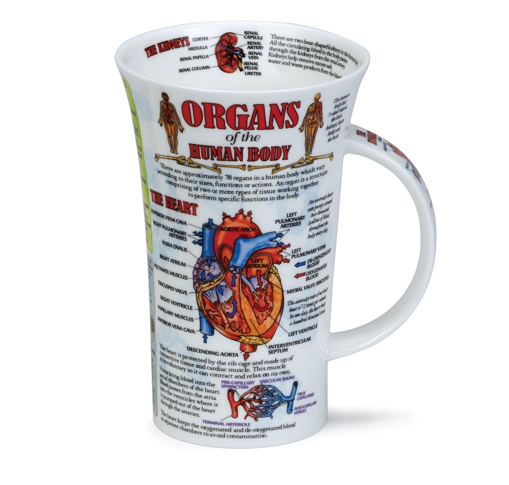 [DN-GLE-ORG] MUG GLENCOE ORGANS OF THE HUMAN BODY