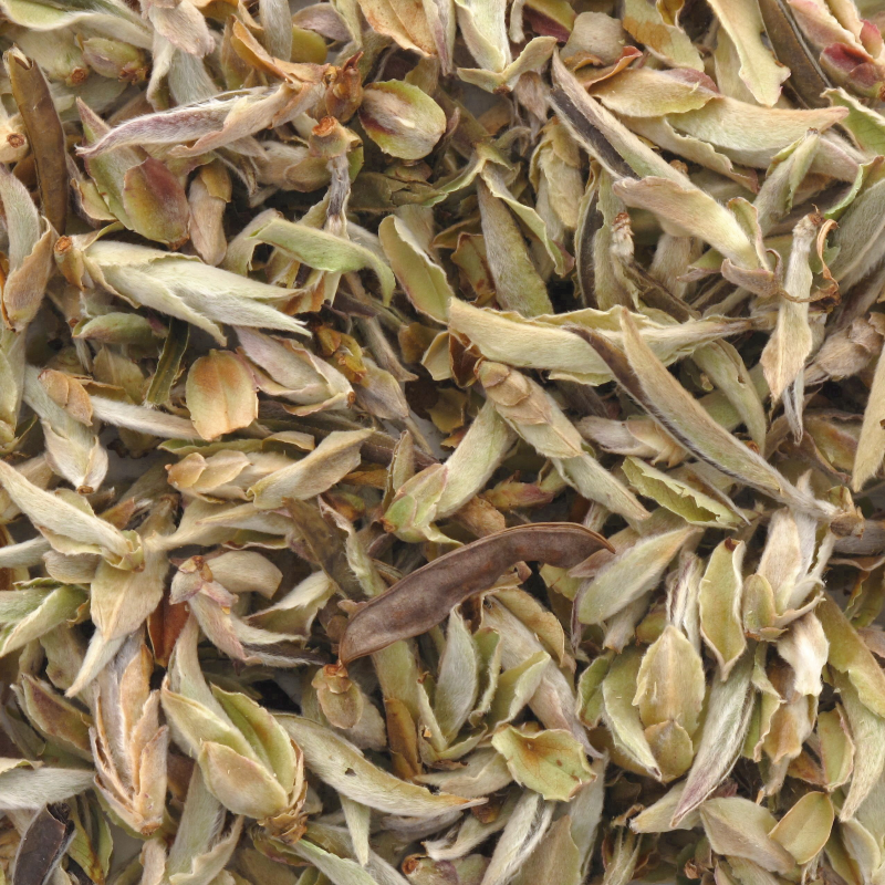 [080-2022] BOURGEONS BLANCS SAUVAGES FF 2026